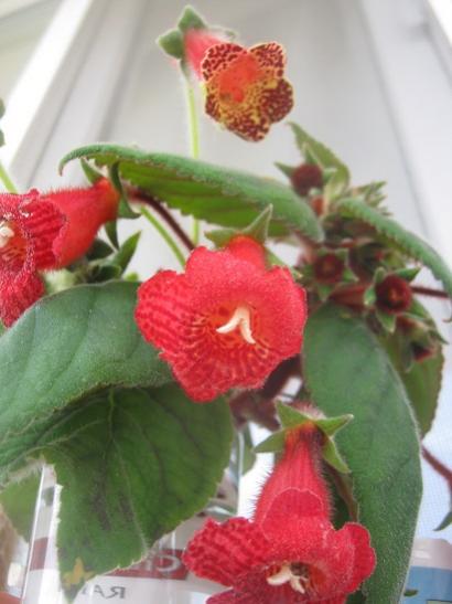 Name:  kohleria elikleri.jpg
Views: 1663
Size:  31.0 KB