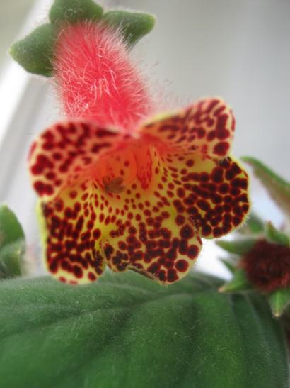 Name:  kohleria.jpg
Views: 1582
Size:  28.3 KB