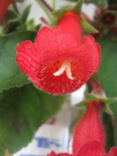 Name:  kohleria1.jpg
Views: 1491
Size:  25.8 KB