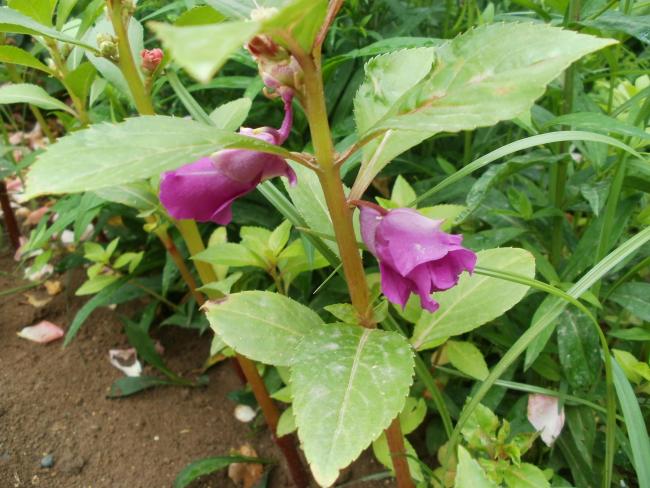 Name:  P1010029a.jpg
Views: 382
Size:  57.9 KB