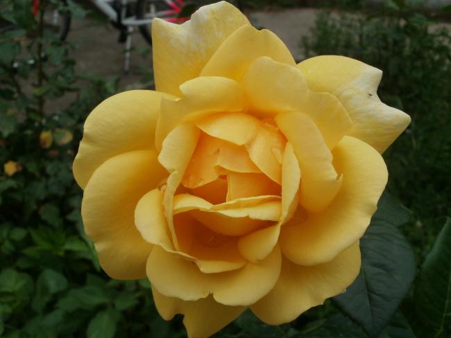 Name:  P1010040a.jpg
Views: 355
Size:  31.2 KB