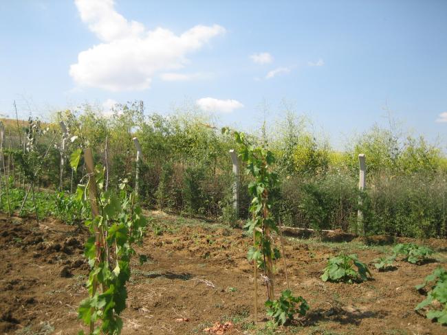 Name:  atalca 032.jpg
Views: 1664
Size:  64.0 KB