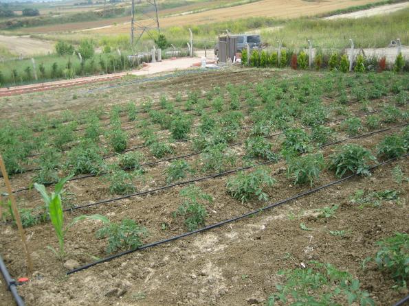 Name:  atalca 016.jpg
Views: 1435
Size:  70.3 KB