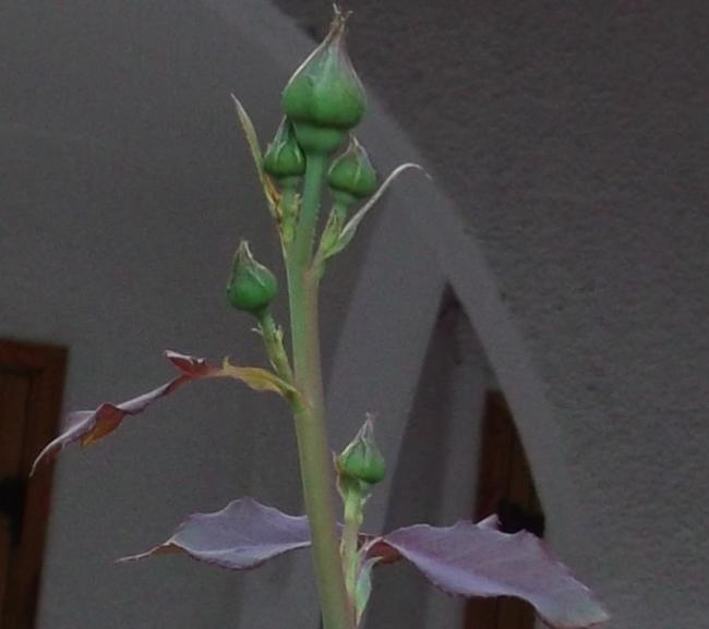 Name:  DSCF3236.jpg
Views: 719
Size:  27.5 KB