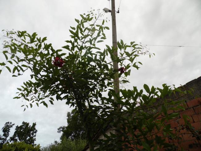 Name:  040-040.jpg
Views: 876
Size:  58.0 KB