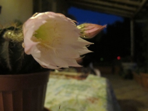 Name:  IMG_2259 (600 x 450).jpg
Views: 979
Size:  38.3 KB