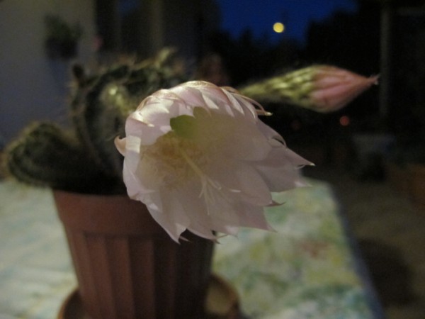 Name:  IMG_2256 (600 x 450).jpg
Views: 983
Size:  38.3 KB