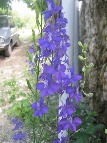Name:  delfinyum.jpg
Views: 1100
Size:  37.6 KB