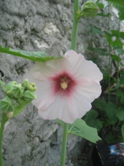 Name:  hatmi.jpg
Views: 1047
Size:  29.1 KB