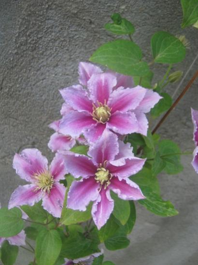Name:  piilu.jpg
Views: 905
Size:  34.1 KB