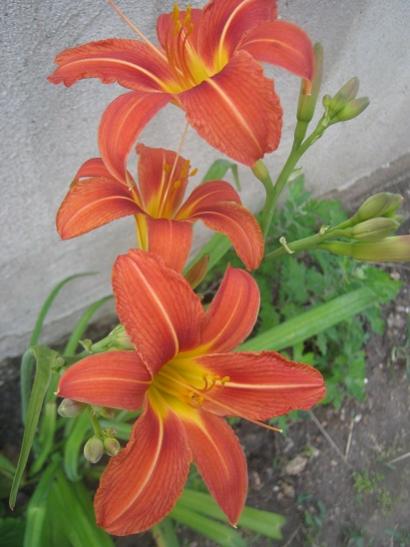 Name:  hemoracallis.jpg
Views: 1129
Size:  34.4 KB