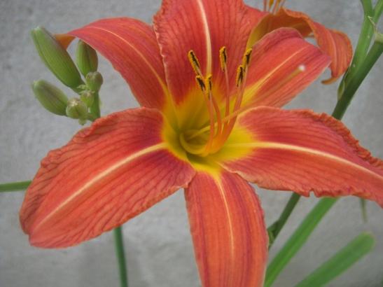 Name:  hemoracallis1.jpg
Views: 1155
Size:  27.3 KB