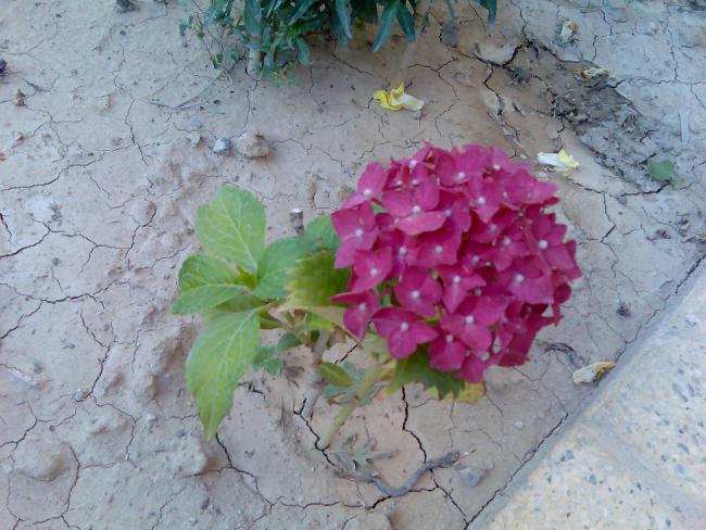 Name:  Grnt194.jpg
Views: 301
Size:  57.0 KB