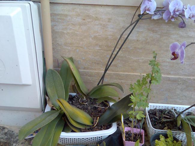 Name:  Grnt195.jpg
Views: 283
Size:  50.9 KB