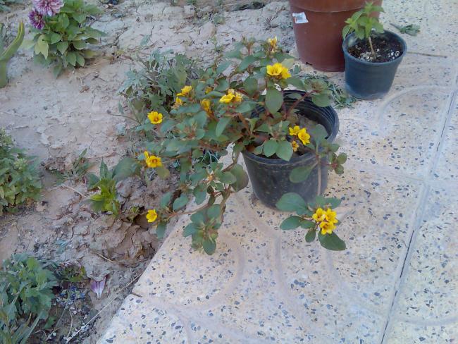Name:  Grnt204.jpg
Views: 272
Size:  69.6 KB