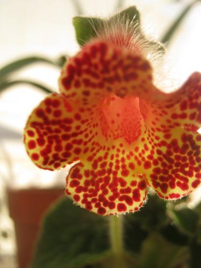 Name:  kohleria.jpg
Views: 1429
Size:  27.7 KB