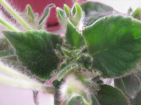 Name:  kohleria1.jpg
Views: 1348
Size:  30.6 KB
