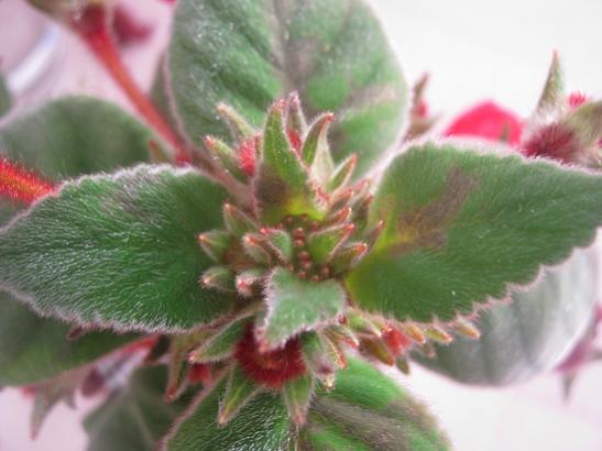 Name:  kohleria2.jpg
Views: 1379
Size:  31.7 KB