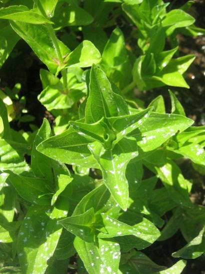 Name:  zinnia.jpg
Views: 1071
Size:  41.7 KB