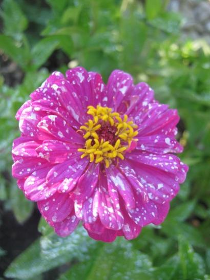 Name:  zinnia1.jpg
Views: 1081
Size:  35.2 KB