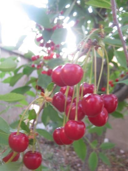 Name:  vine.jpg
Views: 1108
Size:  28.5 KB
