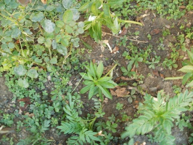Name:  P1010156a.jpg
Views: 769
Size:  70.2 KB