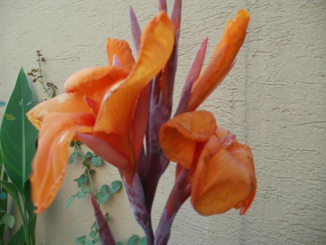 Name:  P1010140a.jpg
Views: 406
Size:  42.3 KB
