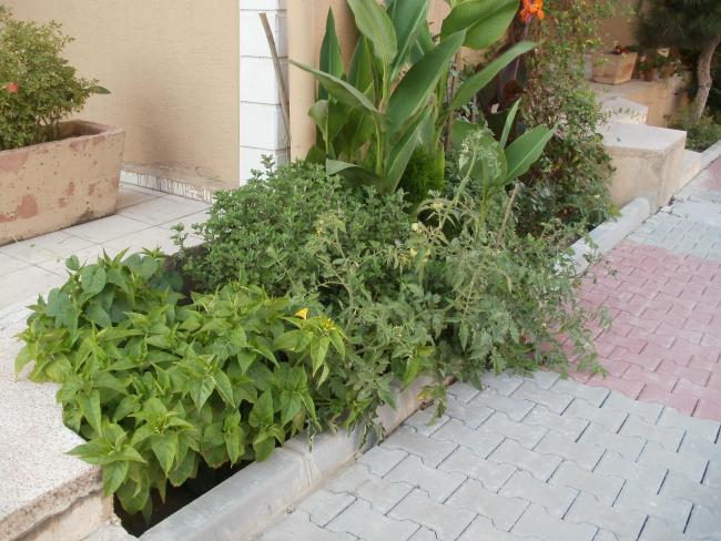 Name:  P1010152a.jpg
Views: 476
Size:  62.5 KB