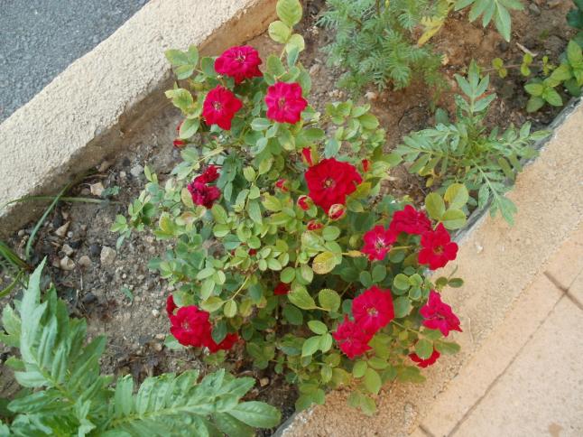 Name:  P1010128a.jpg
Views: 407
Size:  70.3 KB