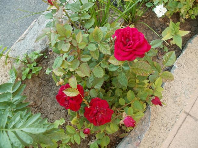 Name:  P1010134a.jpg
Views: 425
Size:  67.5 KB