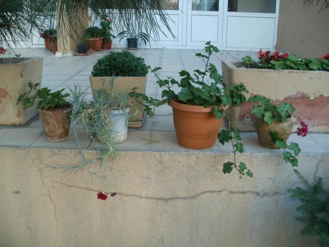 Name:  P1010157a.jpg
Views: 410
Size:  50.4 KB