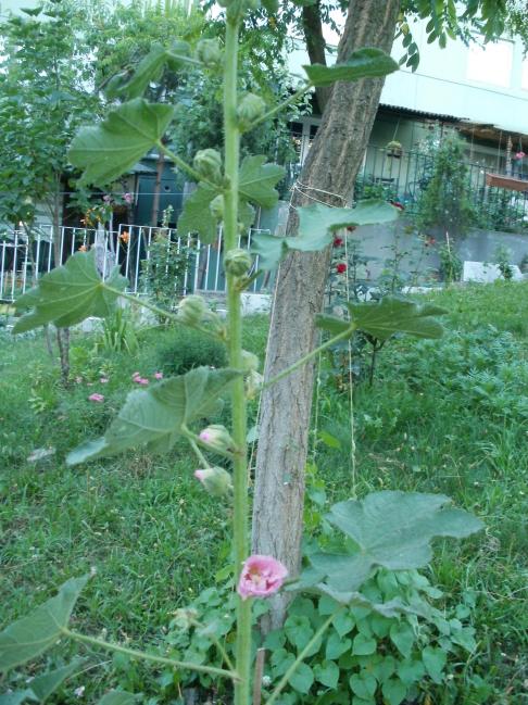 Name:  P1010074a.jpg
Views: 363
Size:  75.8 KB