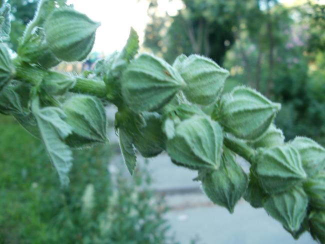Name:  P1010078a.jpg
Views: 396
Size:  37.7 KB