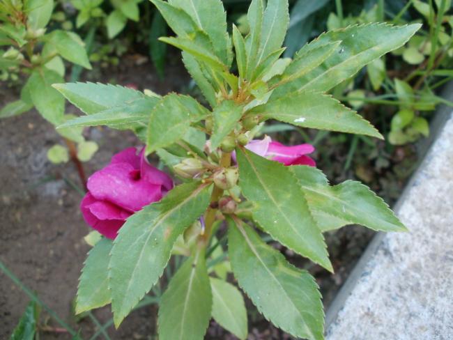 Name:  P1010079a.jpg
Views: 351
Size:  47.3 KB