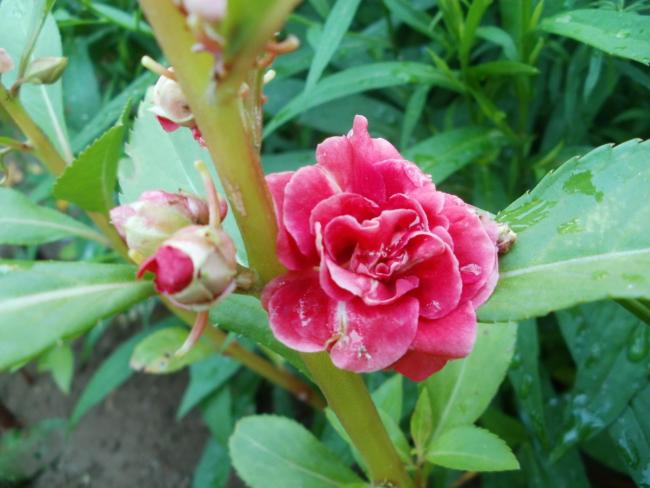 Name:  P1010080a.jpg
Views: 367
Size:  43.0 KB