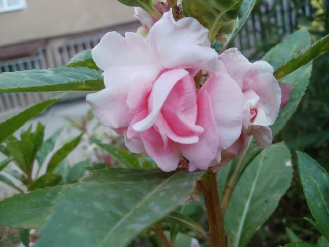 Name:  P1010090a.jpg
Views: 386
Size:  36.2 KB