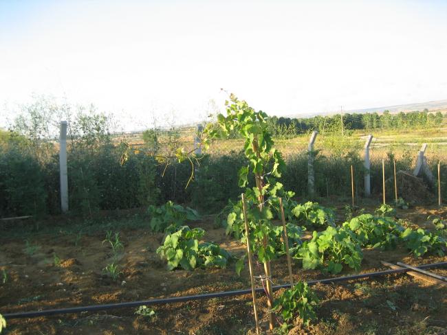 Name:  atalca 019.jpg
Views: 1531
Size:  54.8 KB