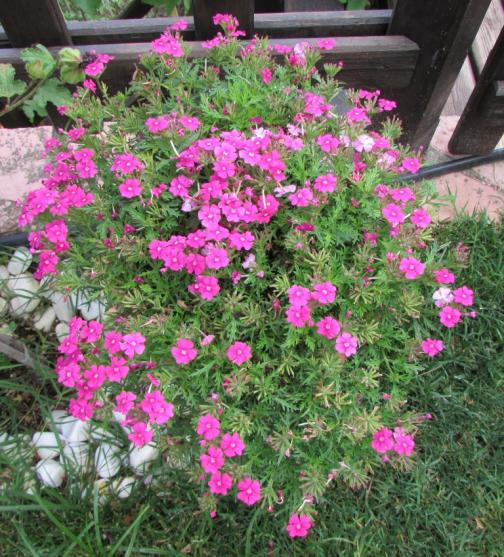 Name:  IMG_6776.jpg
Views: 635
Size:  76.5 KB
