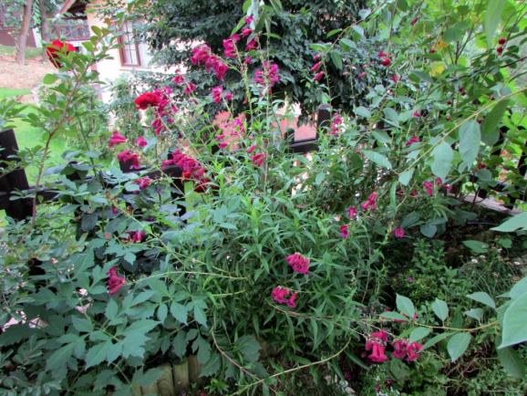 Name:  IMG_6831.jpg
Views: 614
Size:  73.6 KB