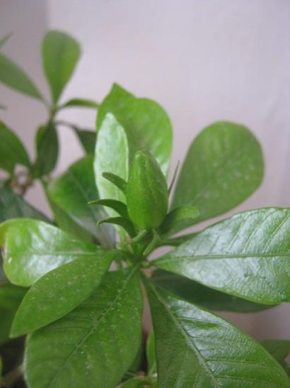 Name:  gardenya.jpg
Views: 1390
Size:  23.1 KB
