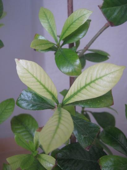 Name:  gardenya yaprak.jpg
Views: 1329
Size:  23.7 KB