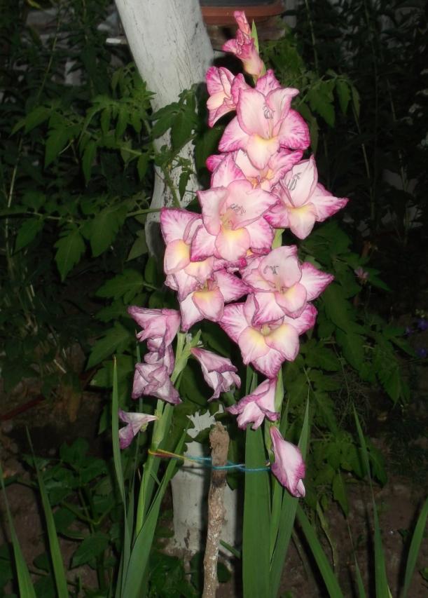 Name:  DSCF3269.jpg
Views: 602
Size:  71.9 KB
