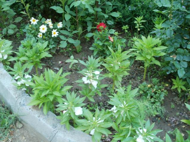 Name:  P1010101a.jpg
Views: 361
Size:  70.3 KB