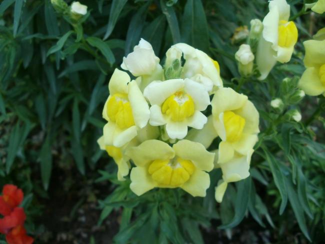 Name:  P1010110a.jpg
Views: 777
Size:  37.3 KB