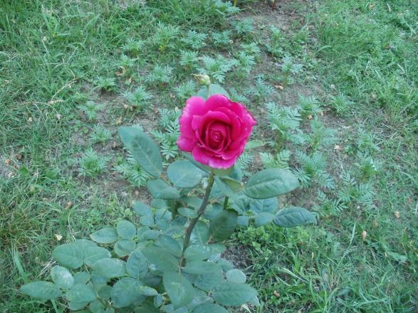 Name:  P1010162a.jpg
Views: 353
Size:  70.9 KB