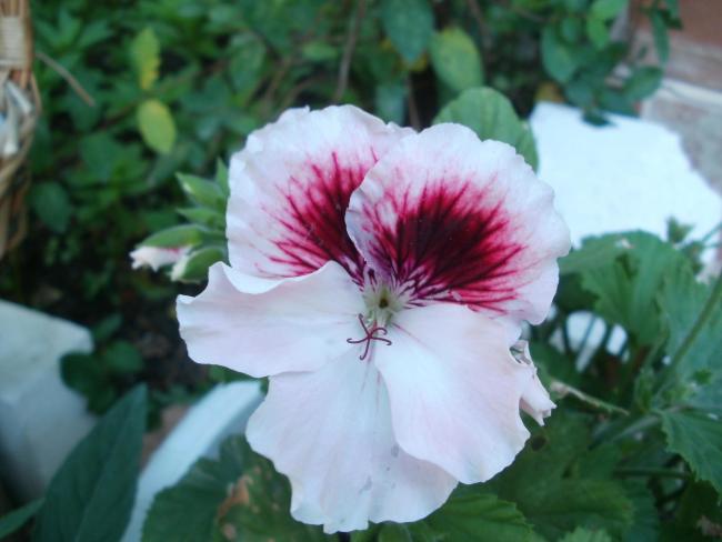 Name:  P1010185a.jpg
Views: 470
Size:  34.5 KB
