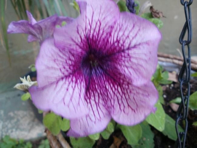 Name:  P1010184a.jpg
Views: 433
Size:  39.6 KB
