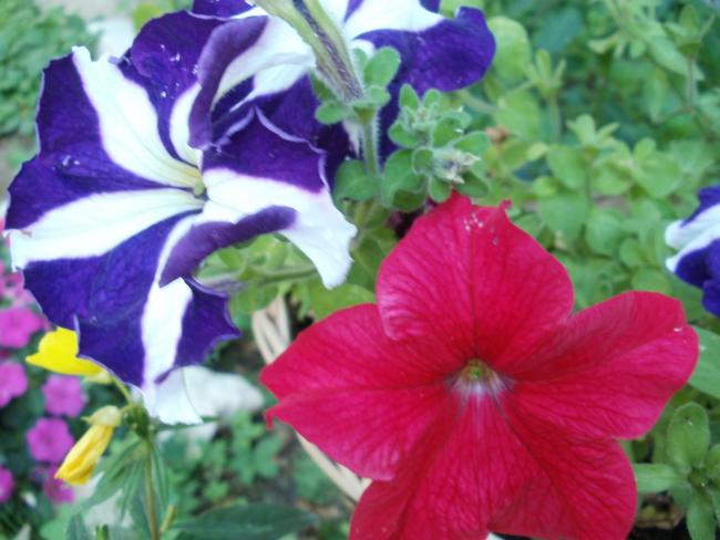 Name:  P1010179a.jpg
Views: 460
Size:  44.1 KB