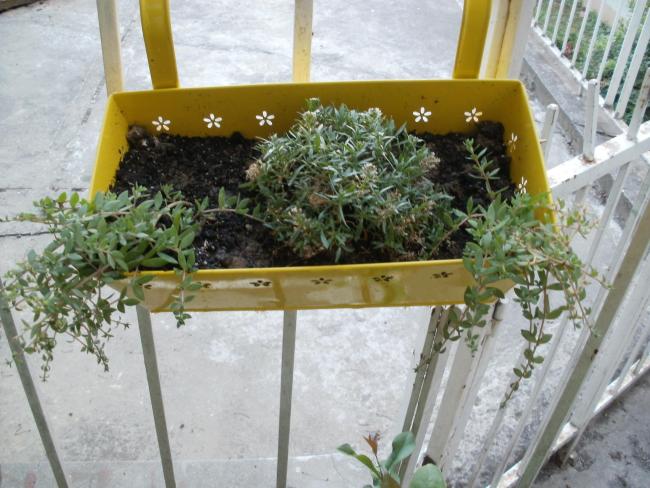 Name:  P1010189a.jpg
Views: 432
Size:  57.6 KB