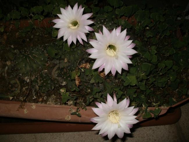 Name:  P1010196a.jpg
Views: 417
Size:  44.5 KB